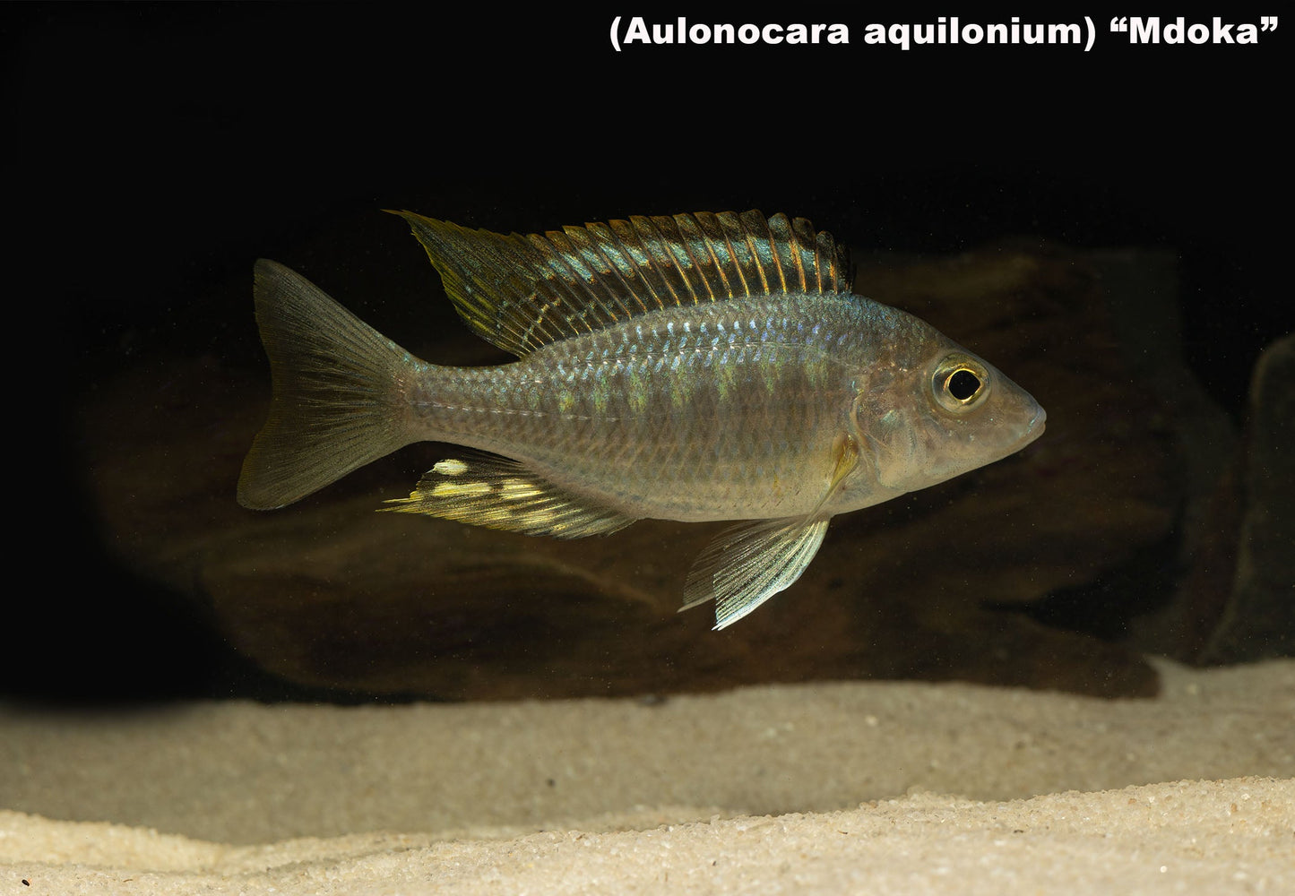 Aulonocara aquilonium "Mdoka"