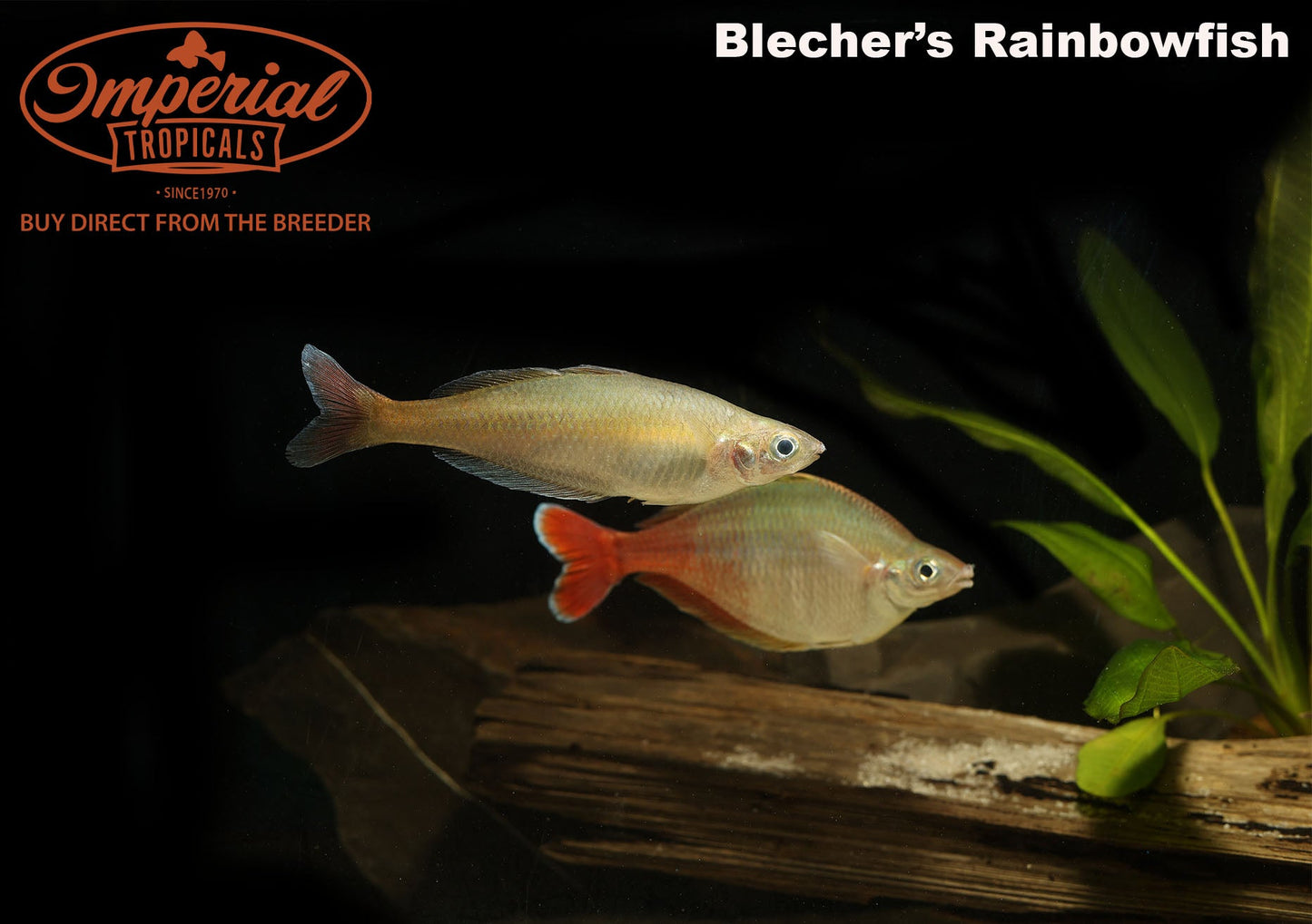 Bleher's Rainbowfish