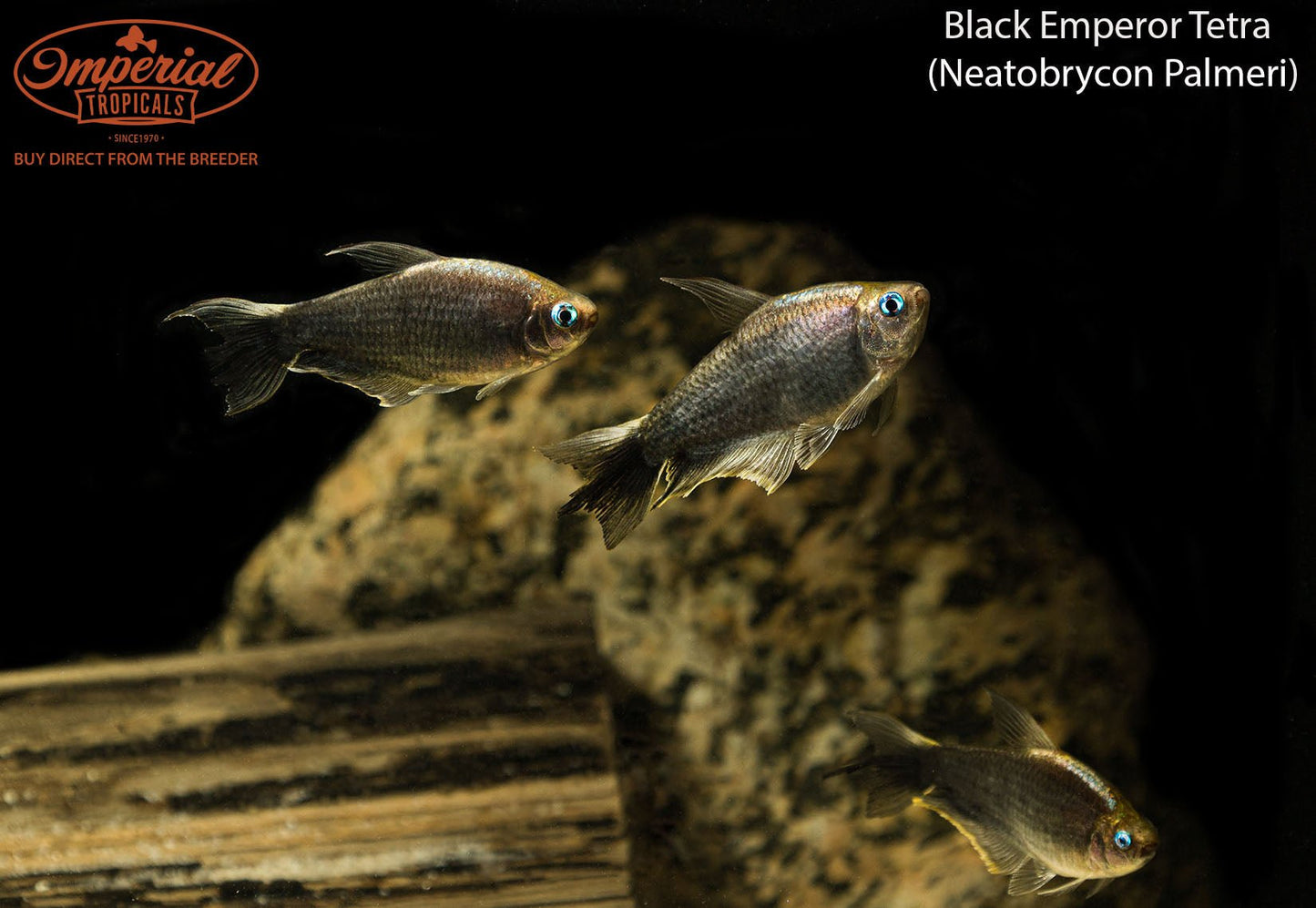Black Emperor Tetra
