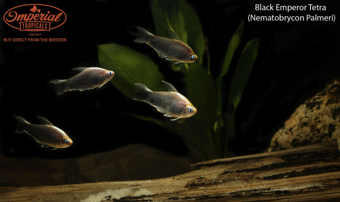 Black Emperor Tetra