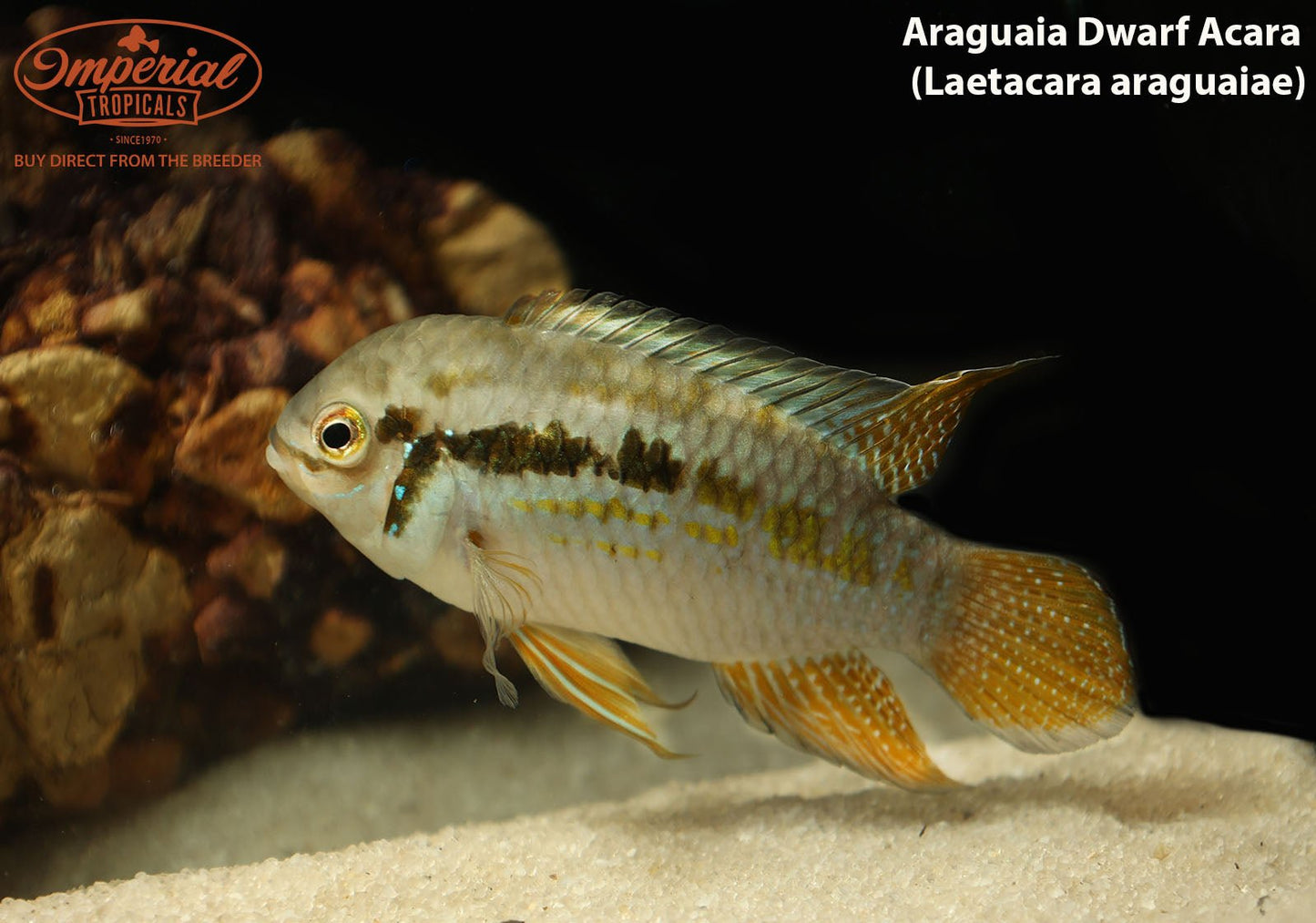 Araguaia Dwarf Acara