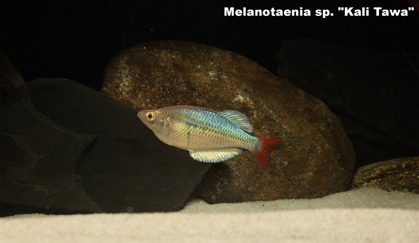 Kali Tawa Rainbowfish