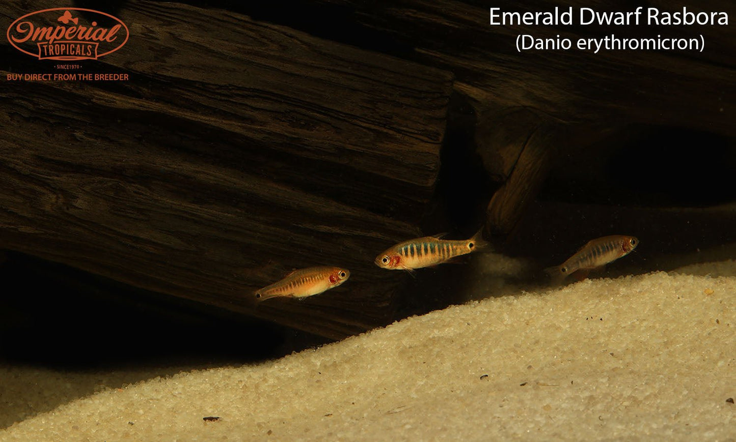 Emerald Dwarf Rasbora