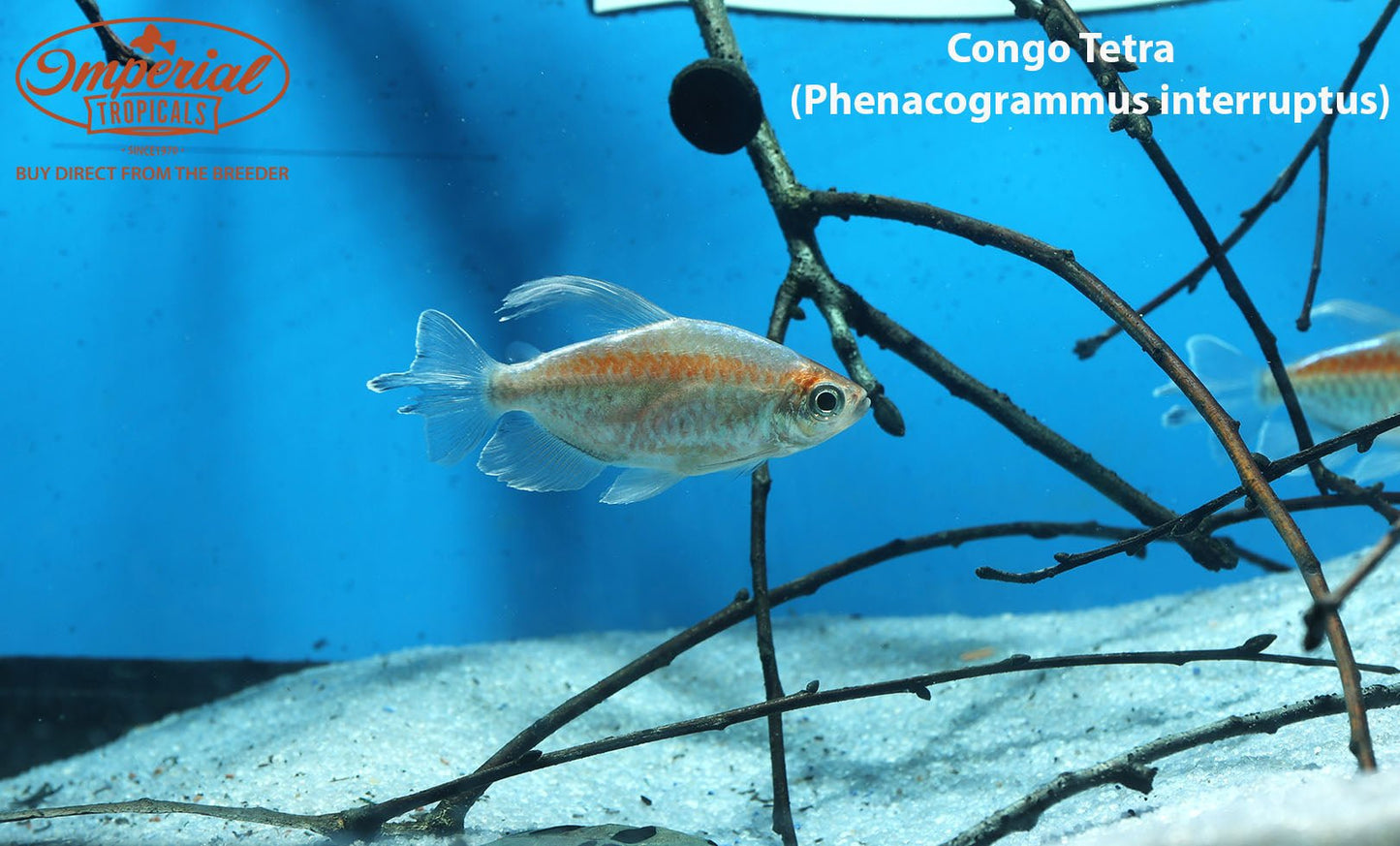 Congo Tetra