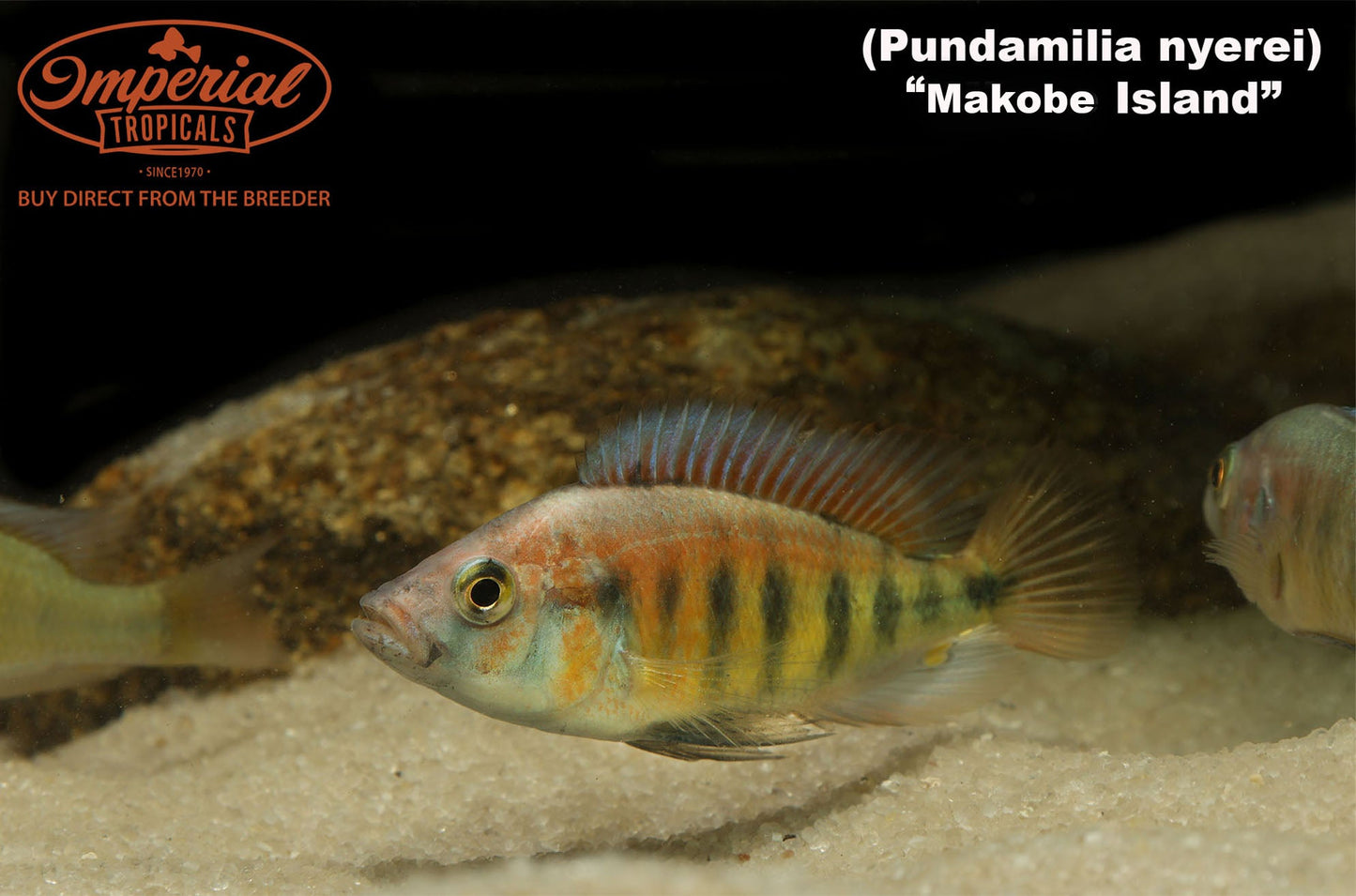 Pundamilia nyererei "Makobe Island"