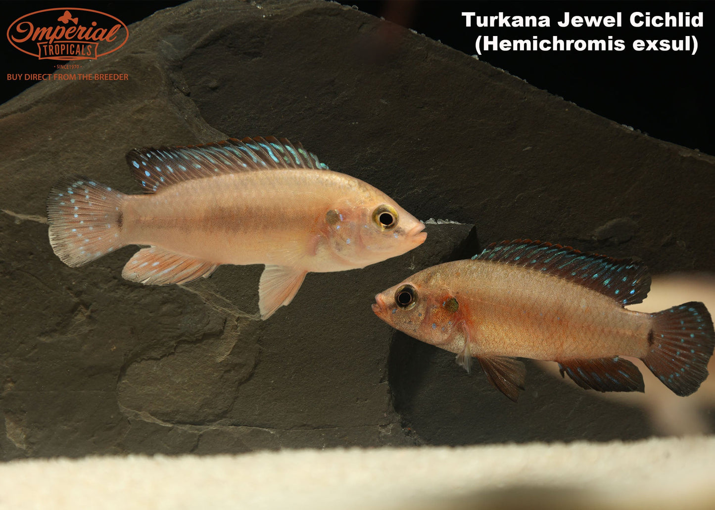 Turkana Jewel Cichlid