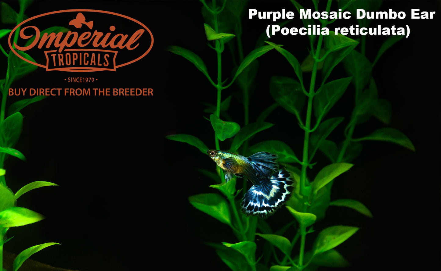 Purple Mosaic Dumbo Ear Guppy