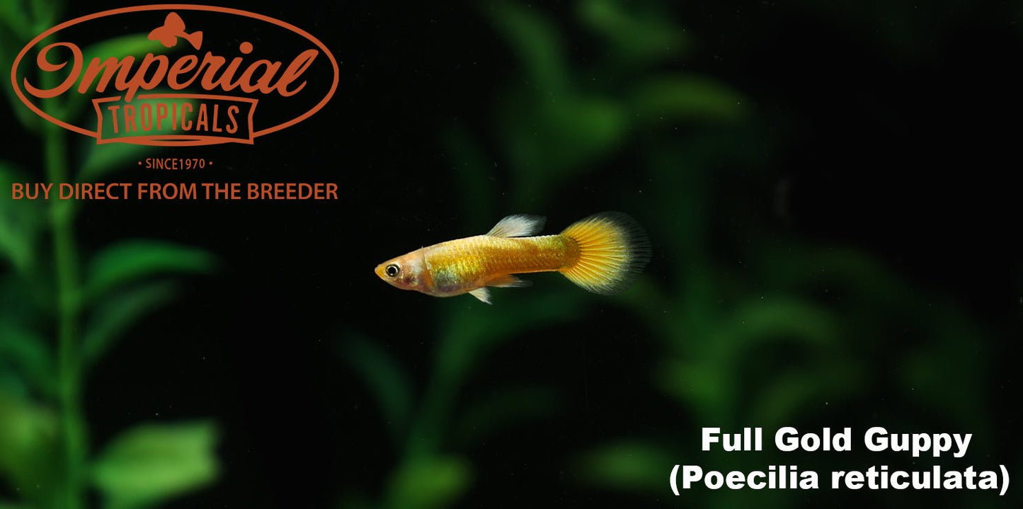 Full Gold Guppy