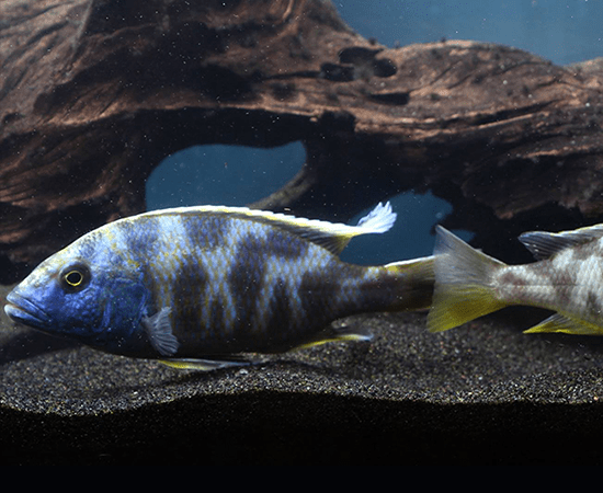 Giraffe Cichlid (Nimbochromis venustus) - Imperial Tropicals