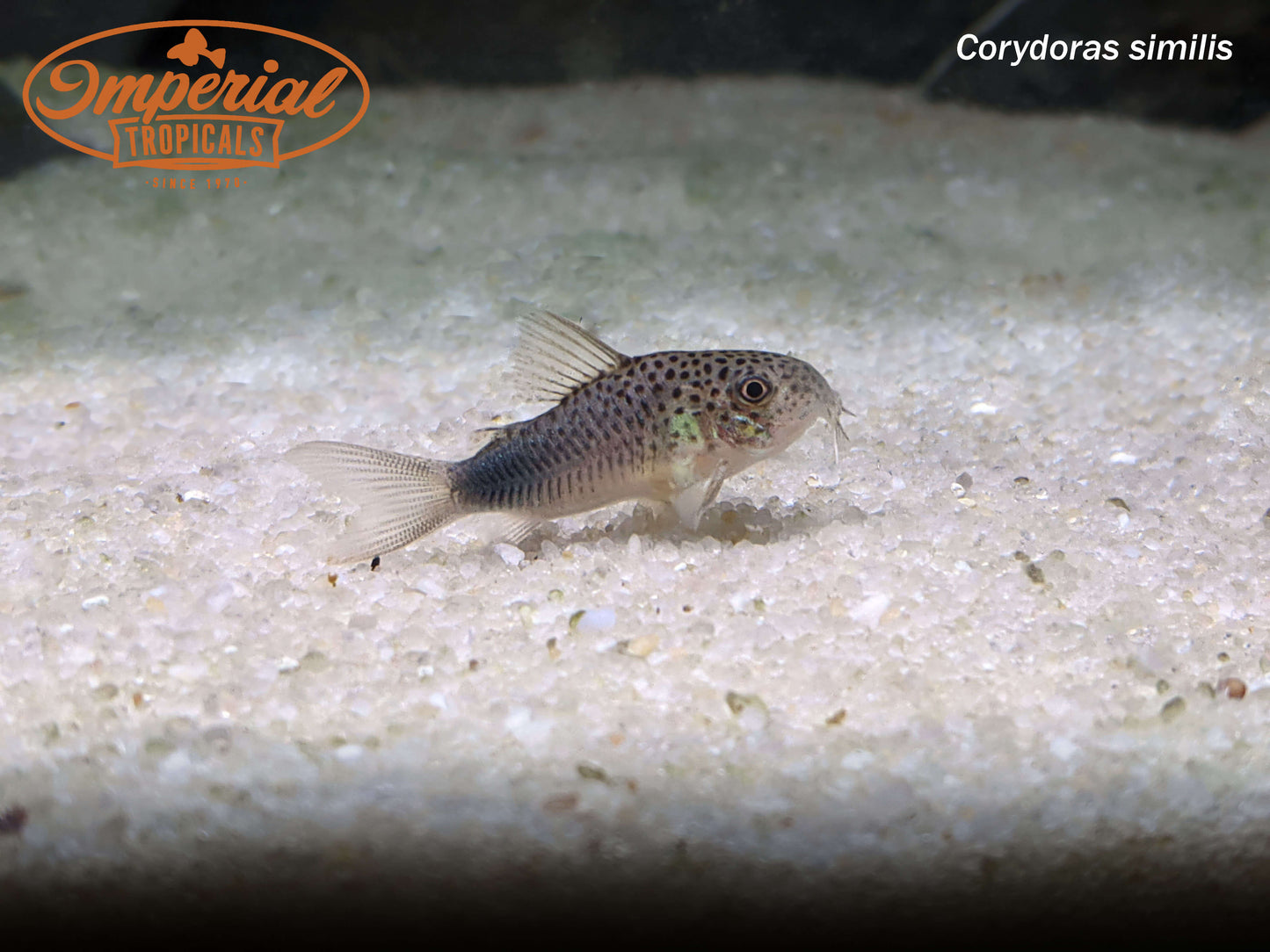 Violet Corydoras