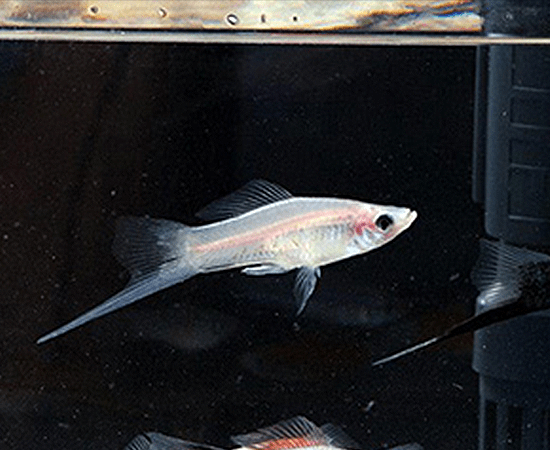 White Swordtail (Xiphophorus hellerii) - Imperial Tropicals