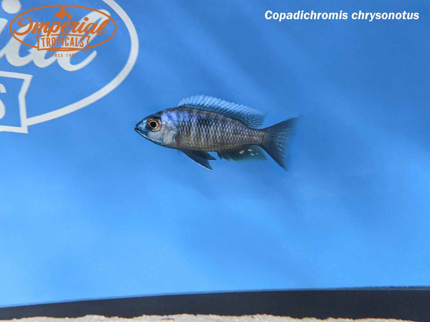 White Blaze Copadichromis