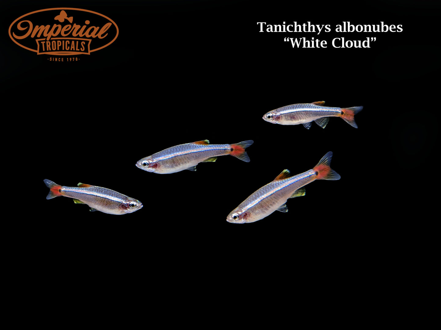 White Cloud Mountain Minnow