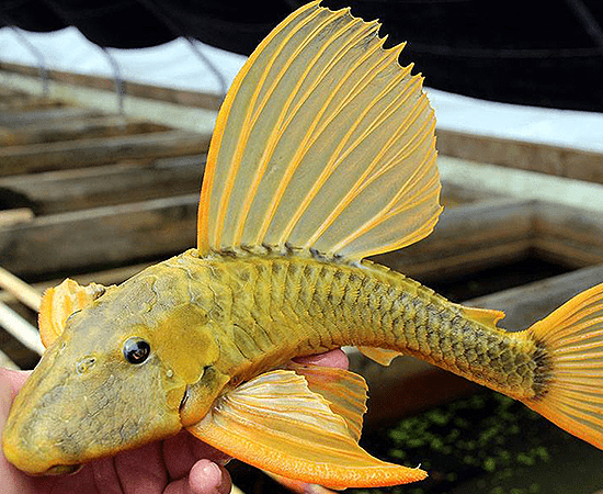 (Wild) Hypostomus Luteus (Phase 3) - Imperial Tropicals