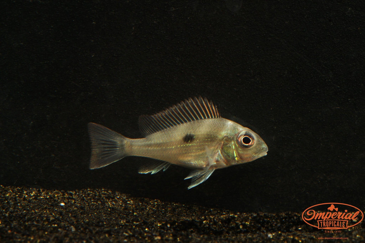 (Geophagus winemilleri) - Imperial Tropicals