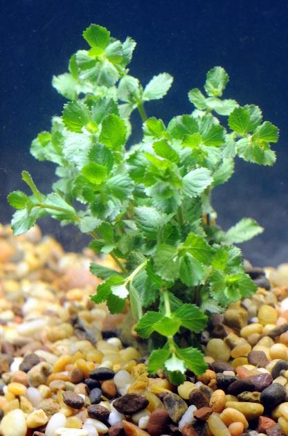Water Wisteria (Hygrophila difformis) - Imperial Tropicals