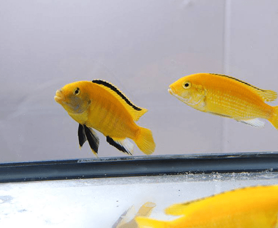 Yellow Lab (Labidochromis caeruleus) - Imperial Tropicals