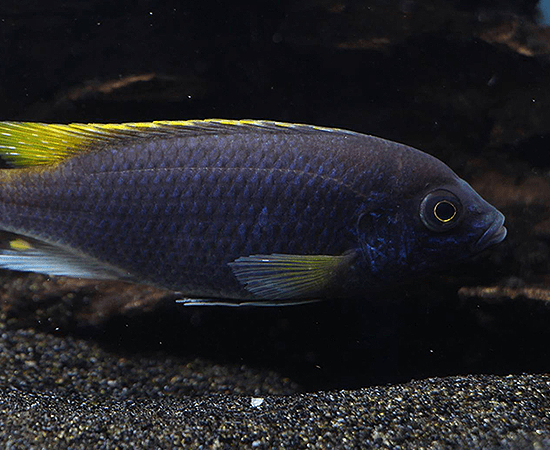 Yellow Tail Acei (Pseudotropheus elegans) - Imperial Tropicals