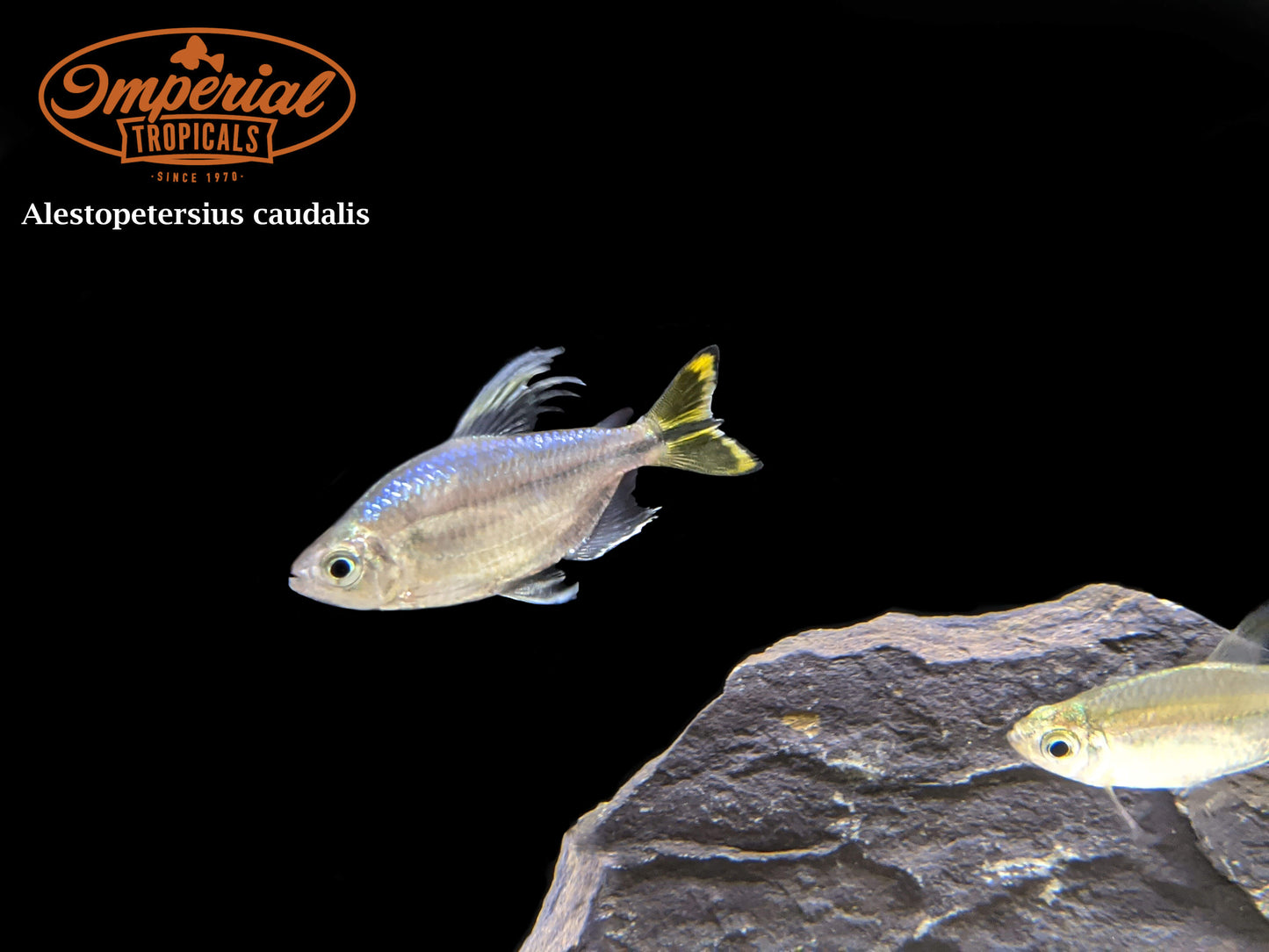 Yellow Congo Tetra