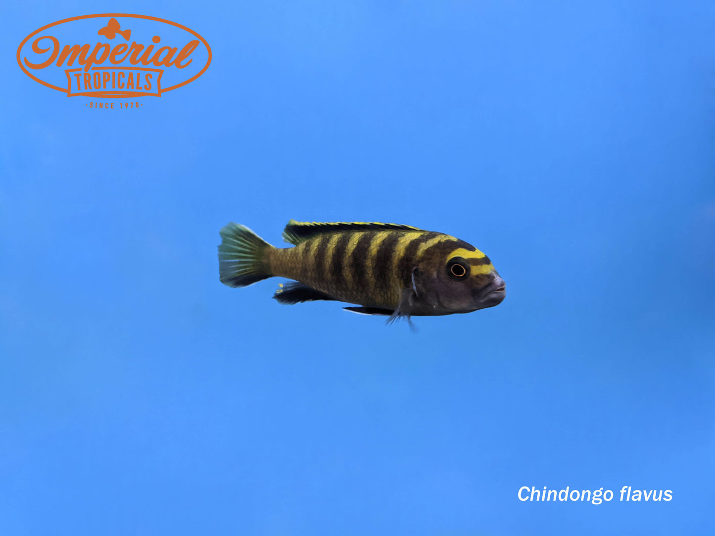 Yellow Dingani Cichlid