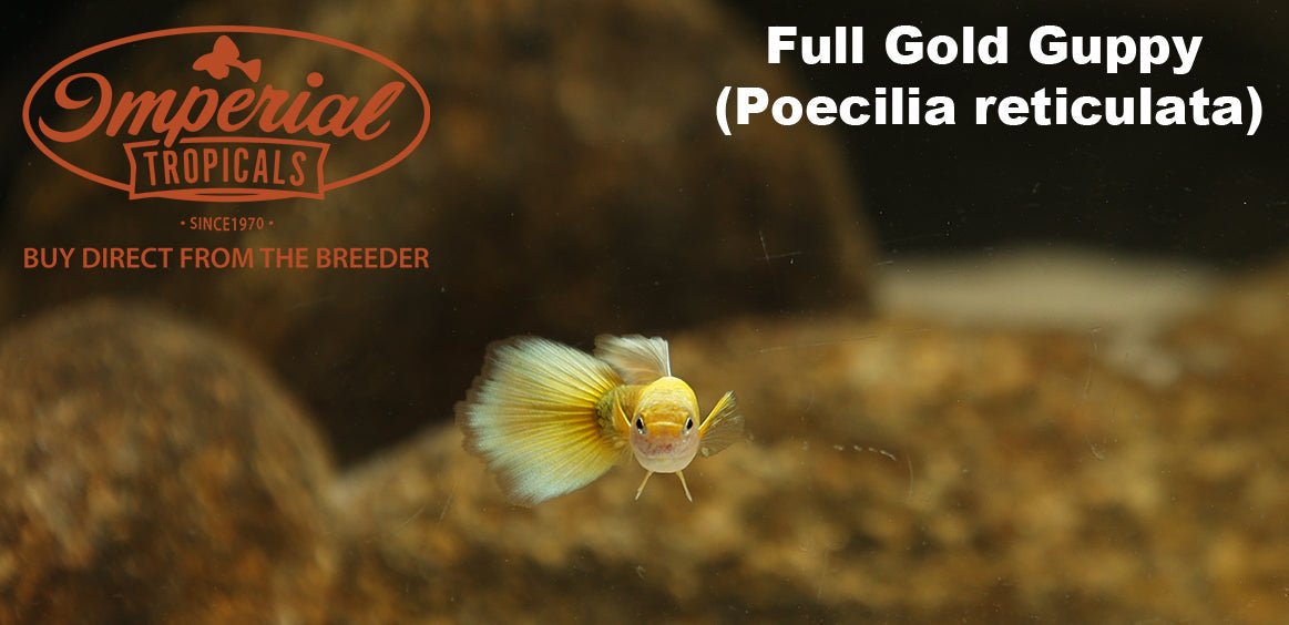 Full Gold Guppy