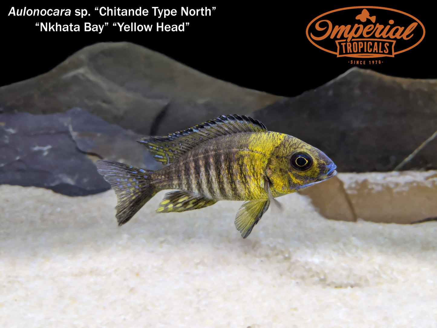 Yellow Head Peacock "Nkhata Bay"