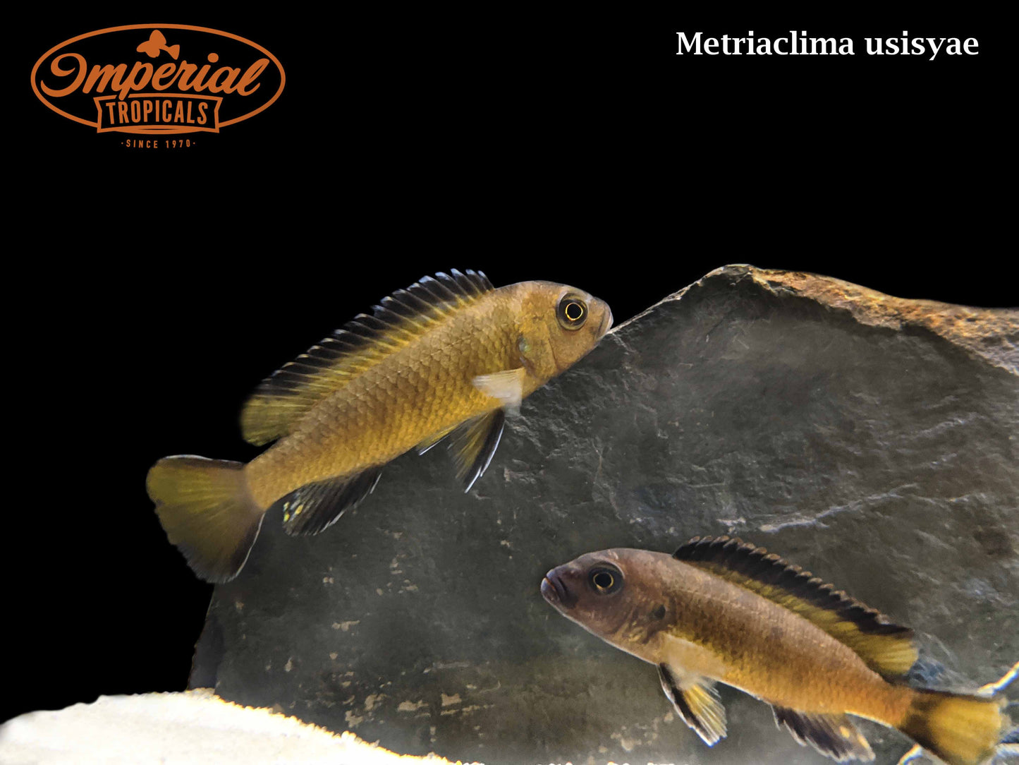 Yellow Mara Elongatus