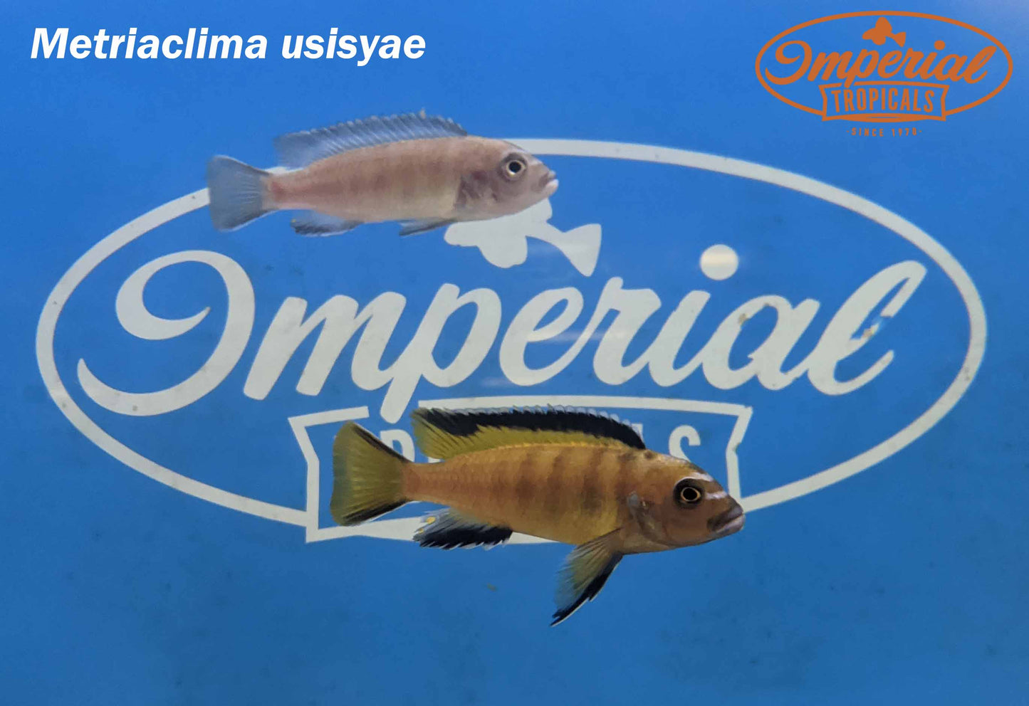 Yellow Mara Elongatus