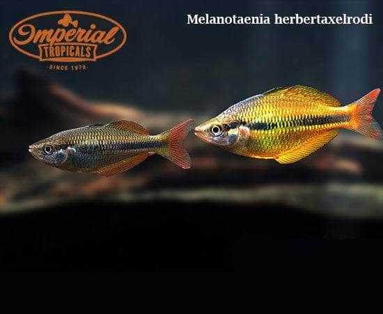 Yellow Rainbowfish