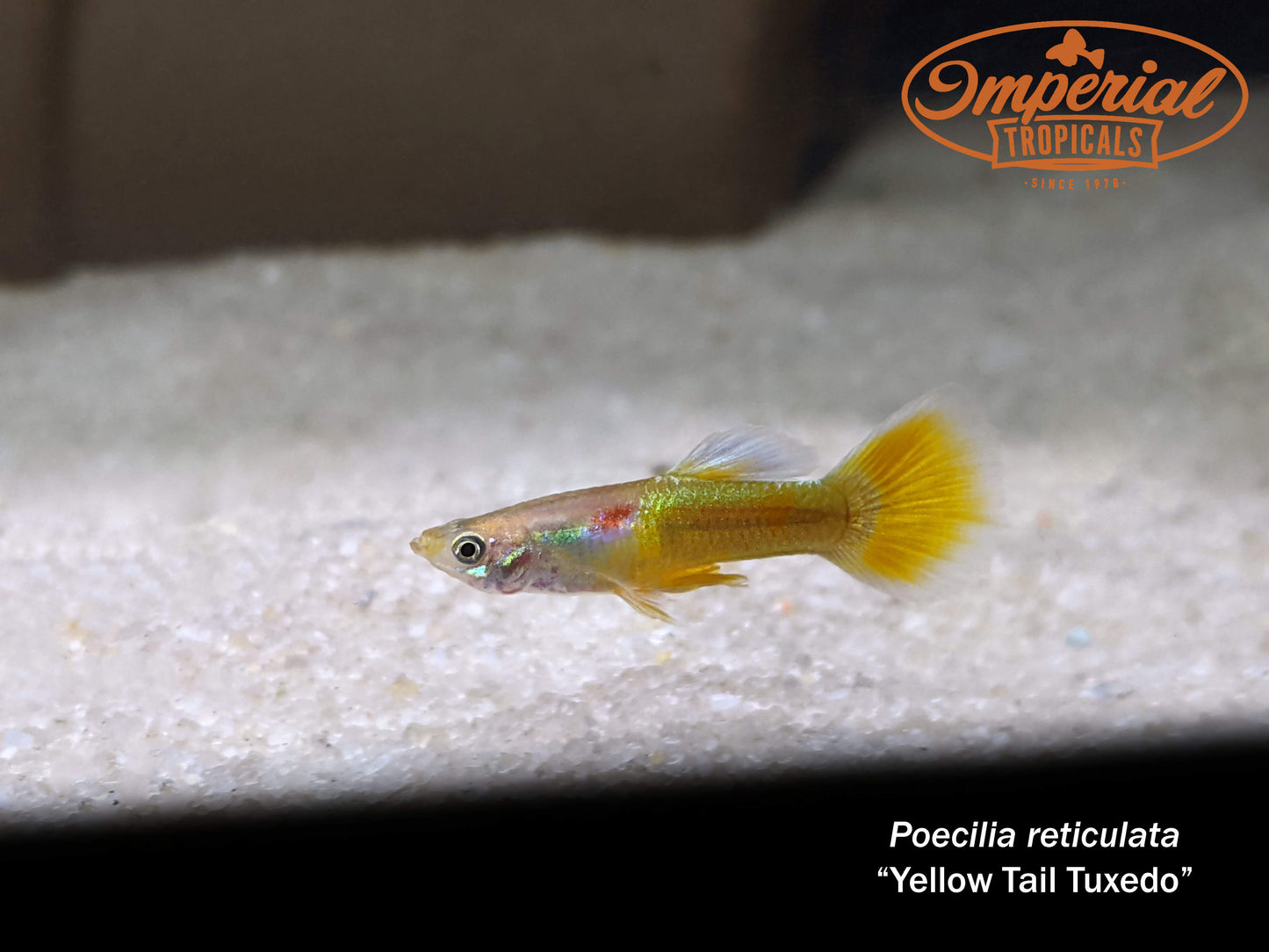 Yellow Tail Tuxedo Guppy