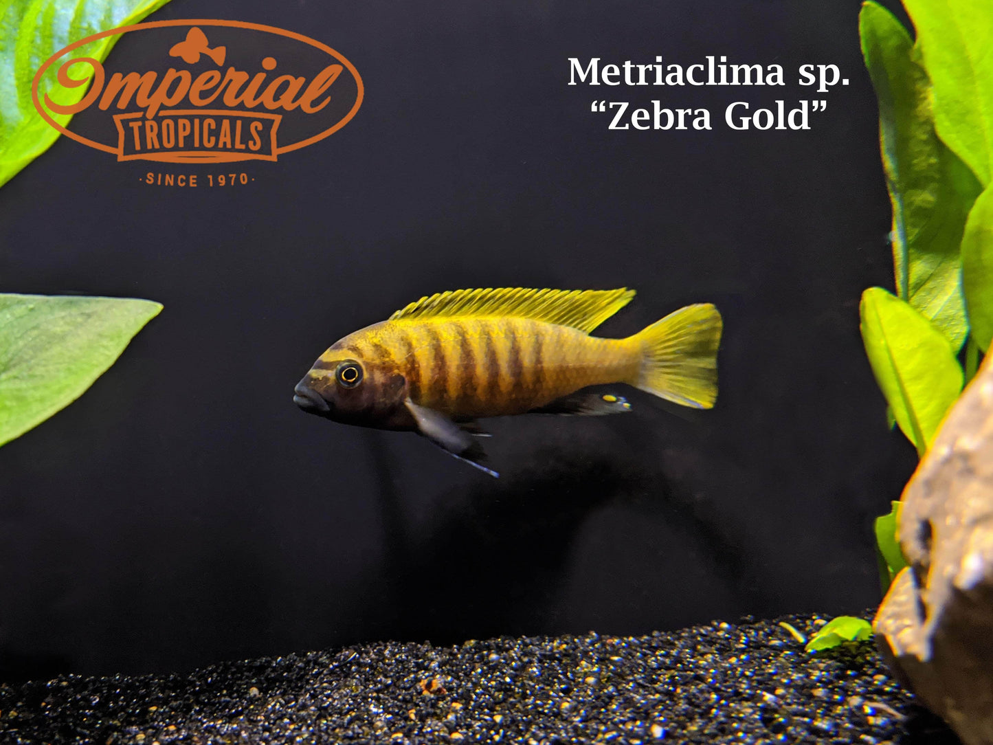 Zebra Gold "Kawanga"