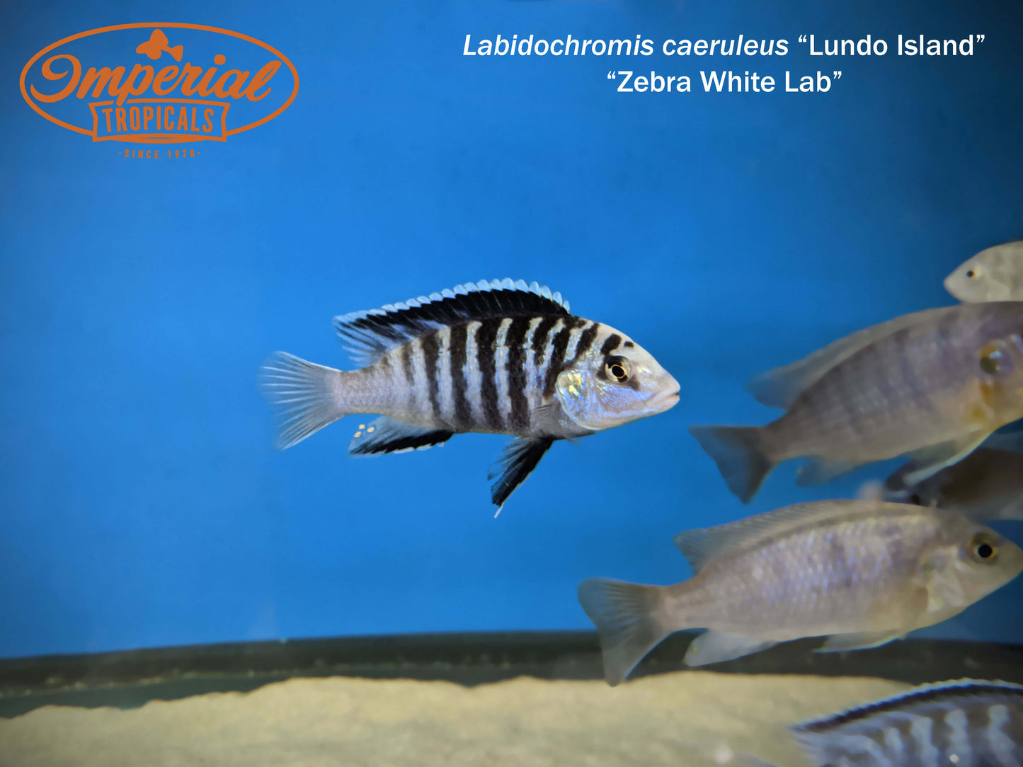 Zebra White Lab Lundo Island