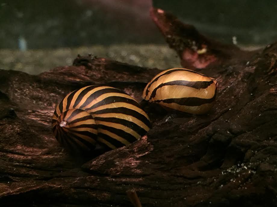 Nerite Combo Pack (Neritina spp., Vittina spp.) - Imperial Tropicals