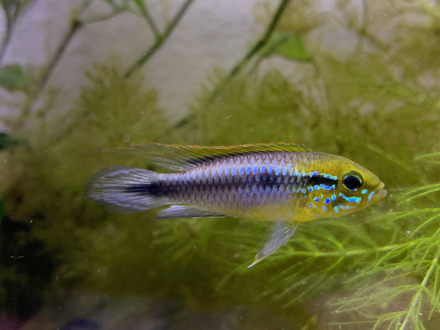 Apistogramma agassizii