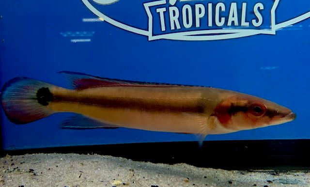 Red Atabapo Pike Cichlid