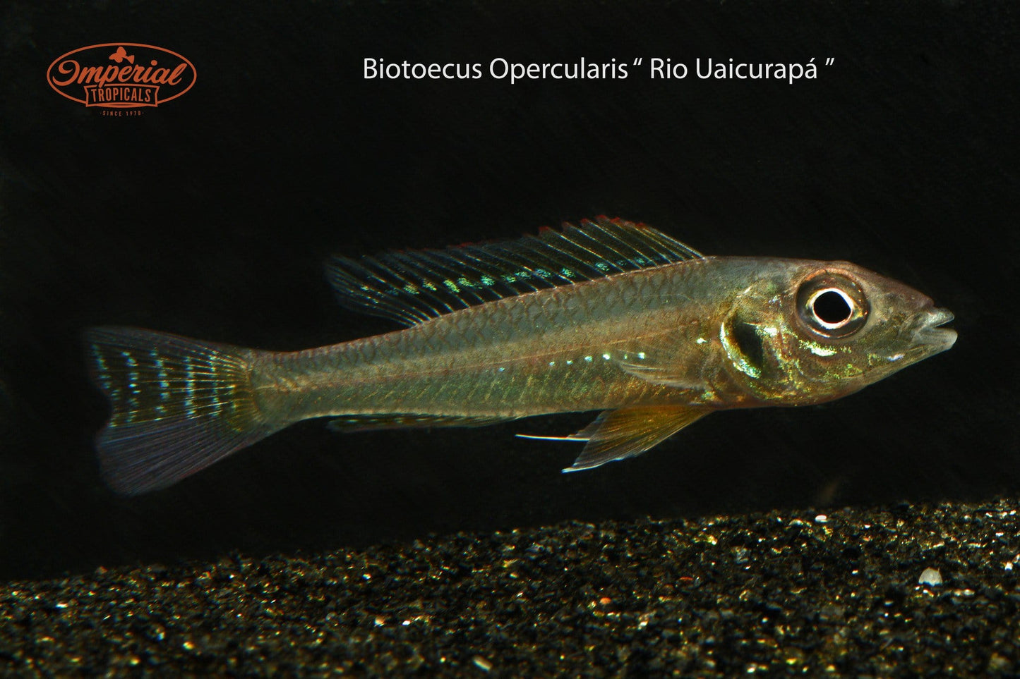 Fairy Cichlid (Biotoecus opercularis) - Imperial Tropicals