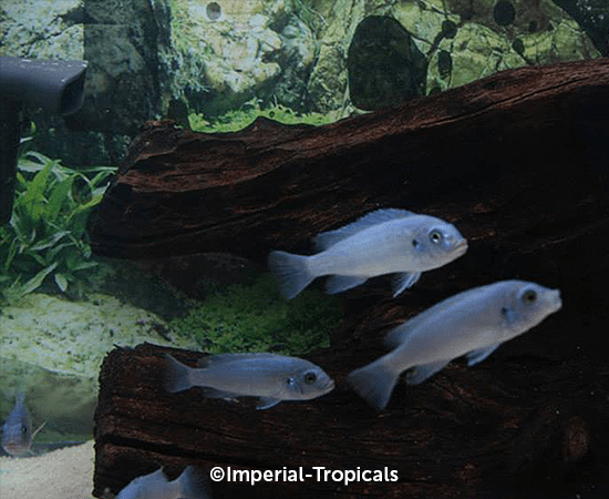 Blue Cobalt Zebra (Metriaclima callainos) - Imperial Tropicals
