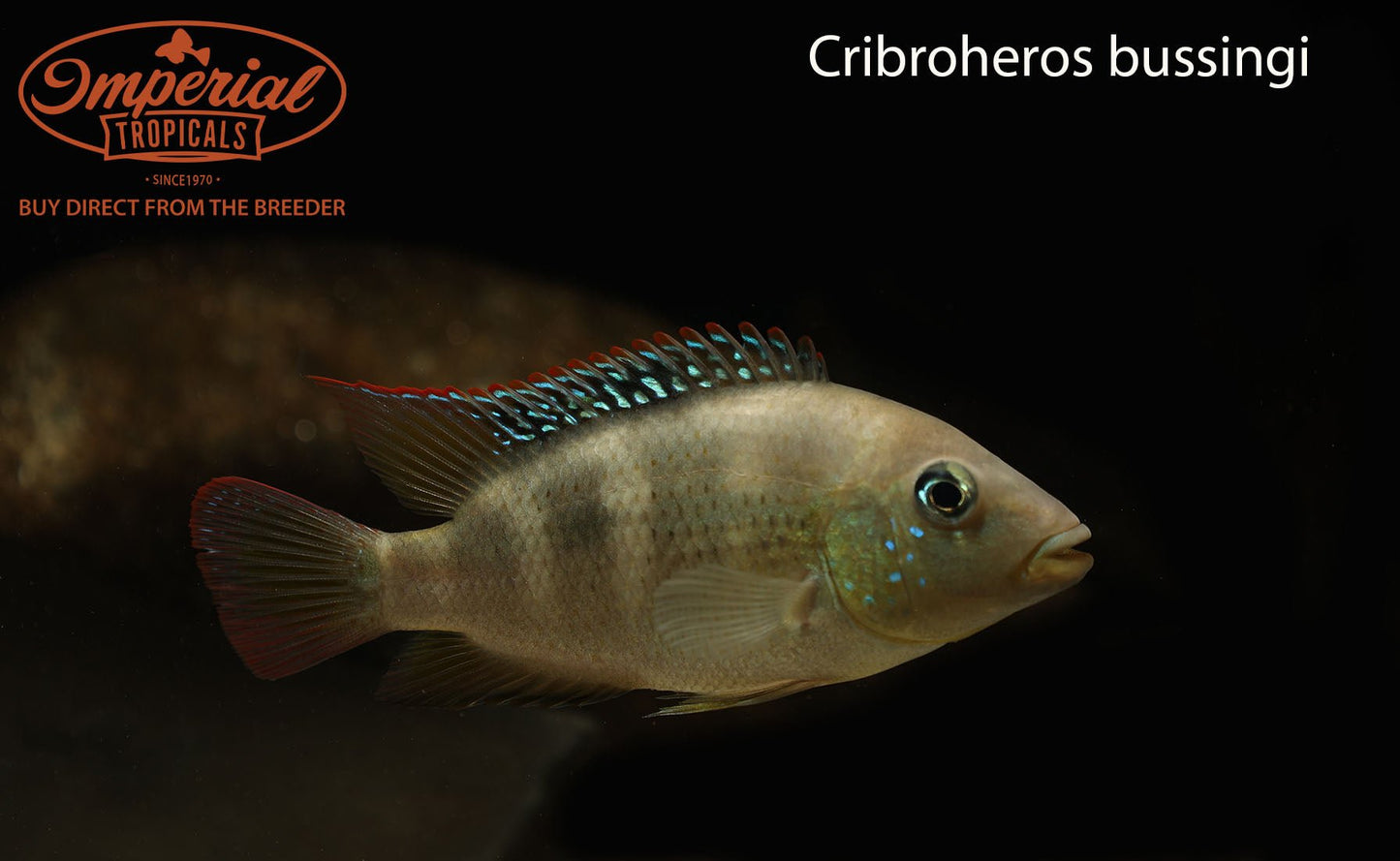 Cribroheros bussingi