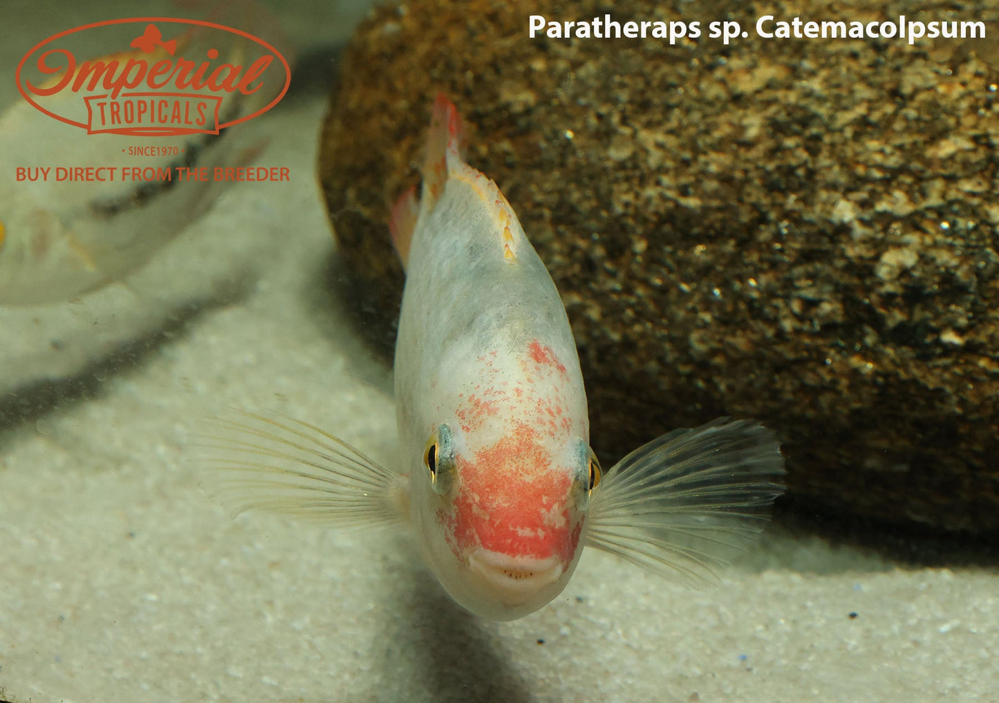 Paratheraps sp. catemaco