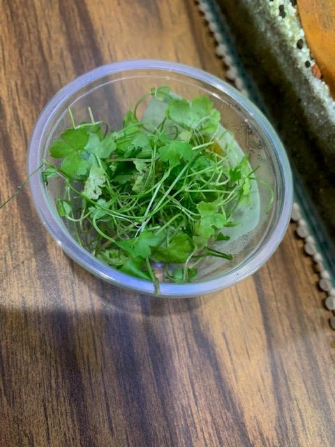 Japanese Dwarf Pennywort