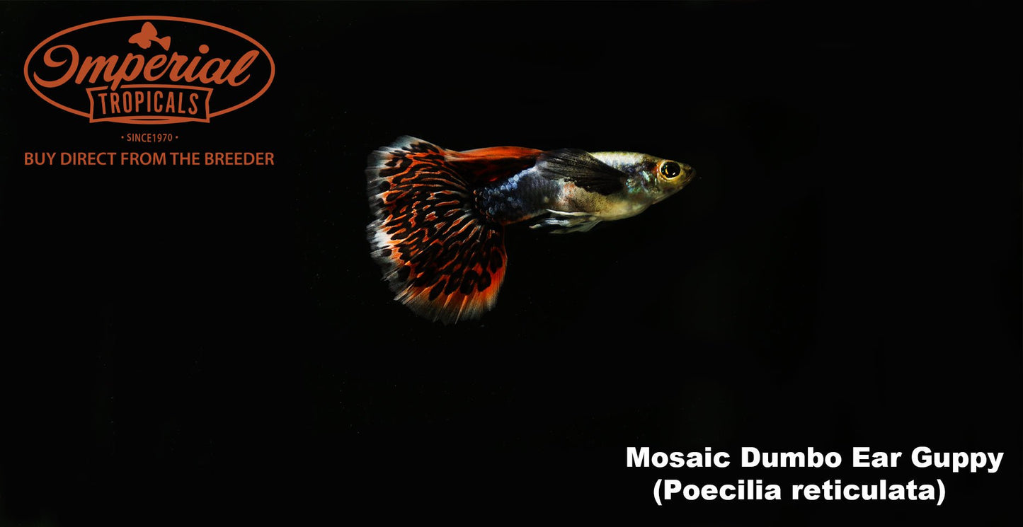 Red Mosaic Dumbo Ear Guppy