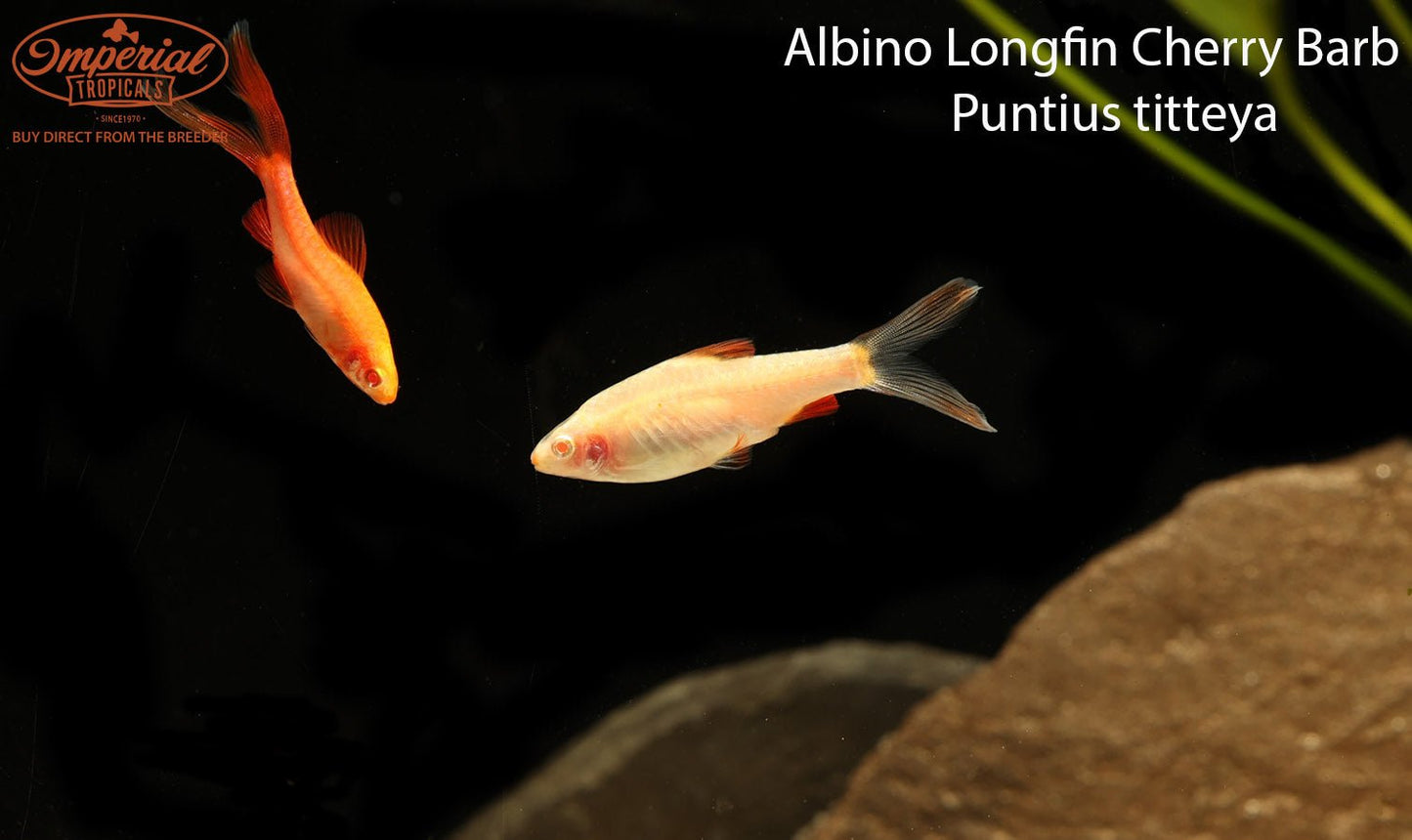 Albino Longfin Cherry Barb