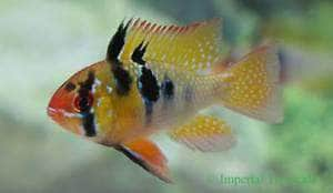 German Blue Ram (Mikrogeophagus ramirezi) - Imperial Tropicals