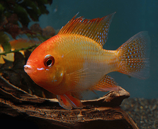 Gold Ram (Mikrogeophagus ramirezi) - Imperial Tropicals