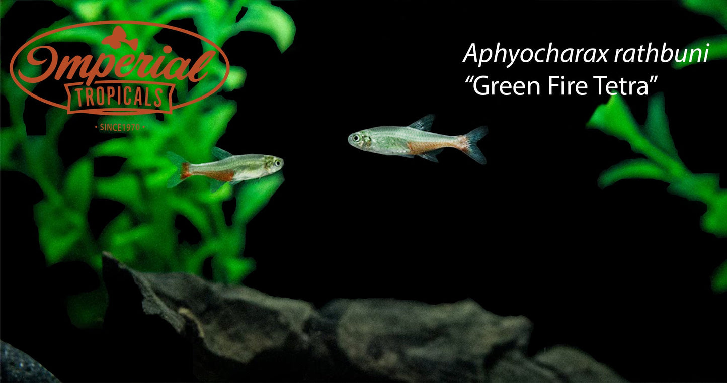 Green Fire Tetra