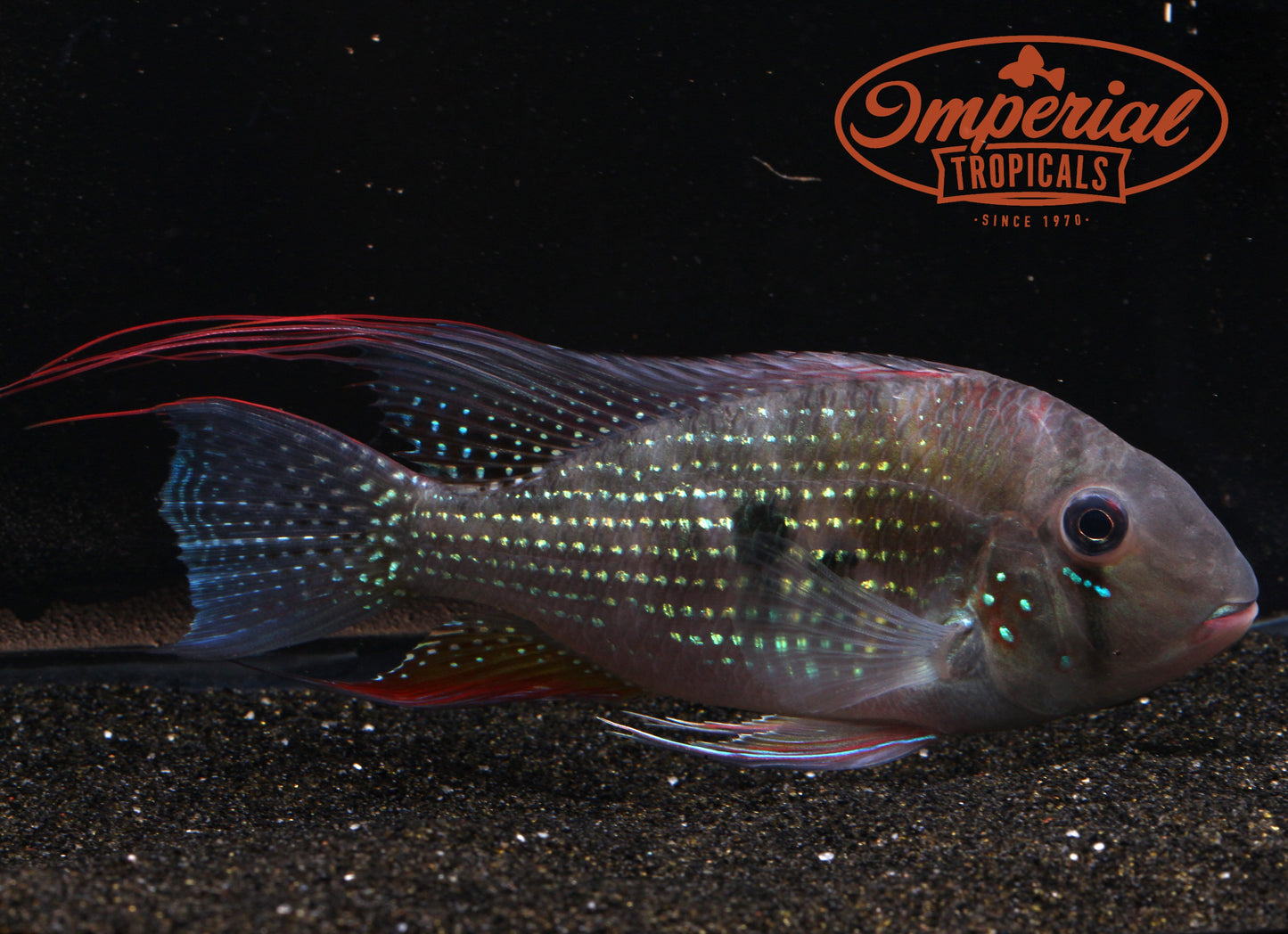 Threadfin Acara (Acarichthys heckelii) - Imperial Tropicals