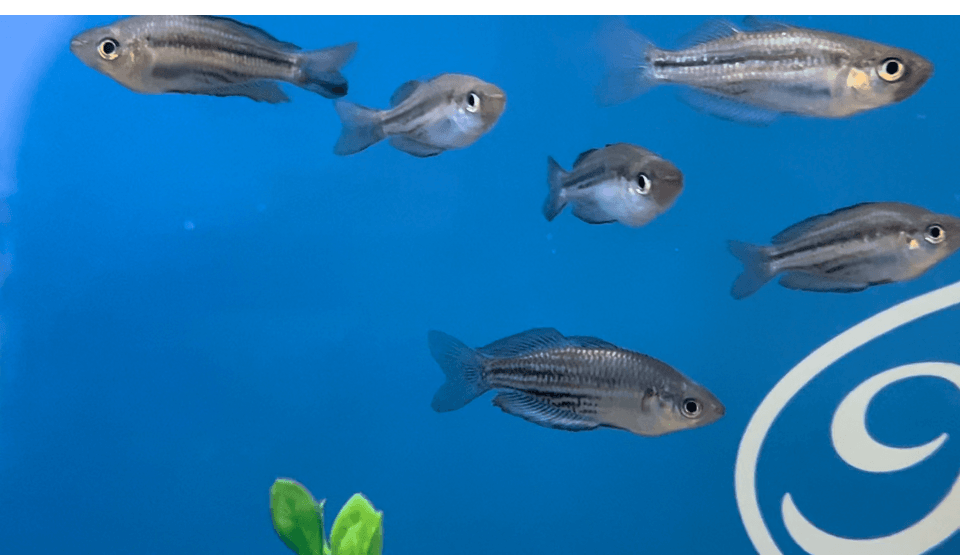 Fletcher Creek Rainbow