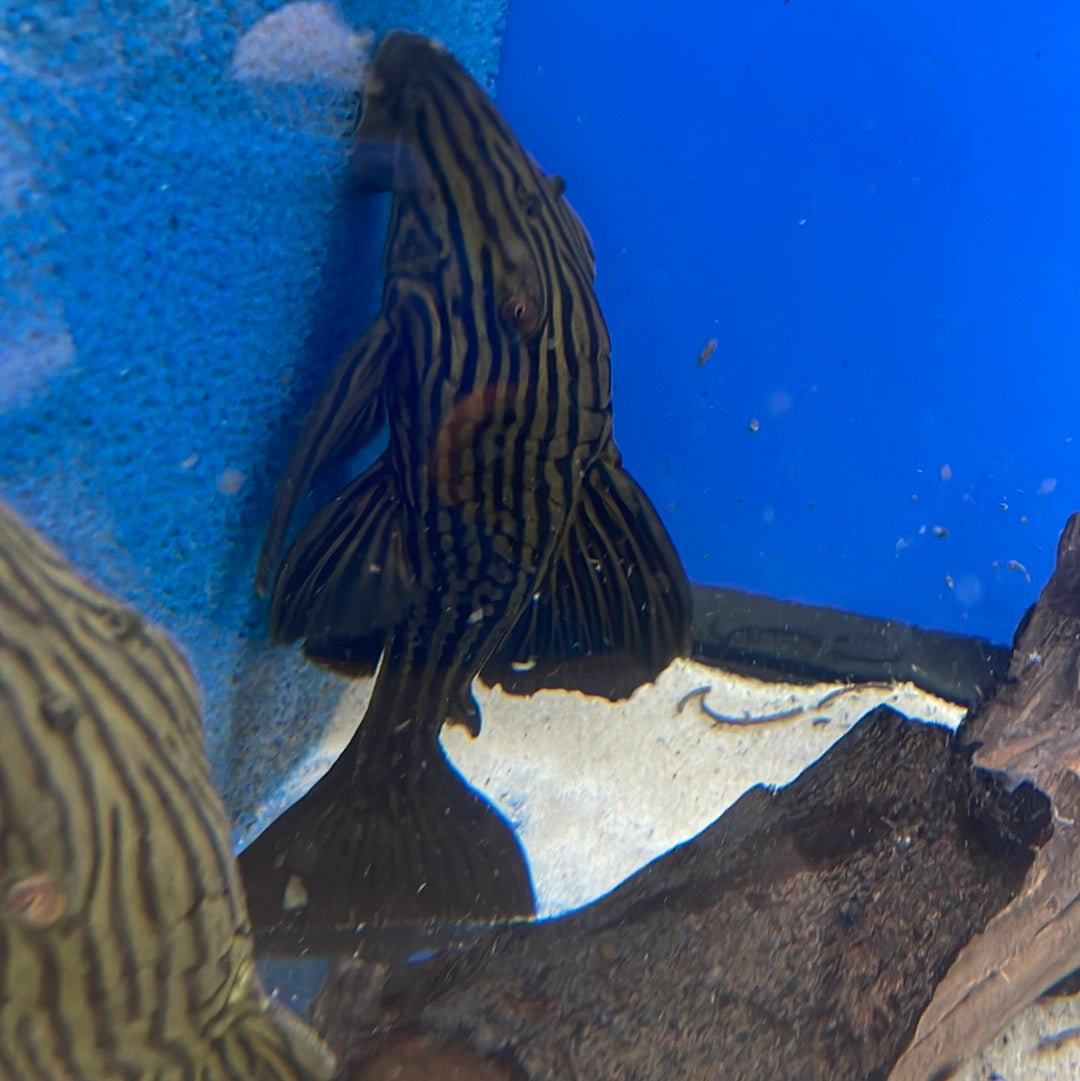 L027a Woodgrain Royal Pleco 'Tocantins'