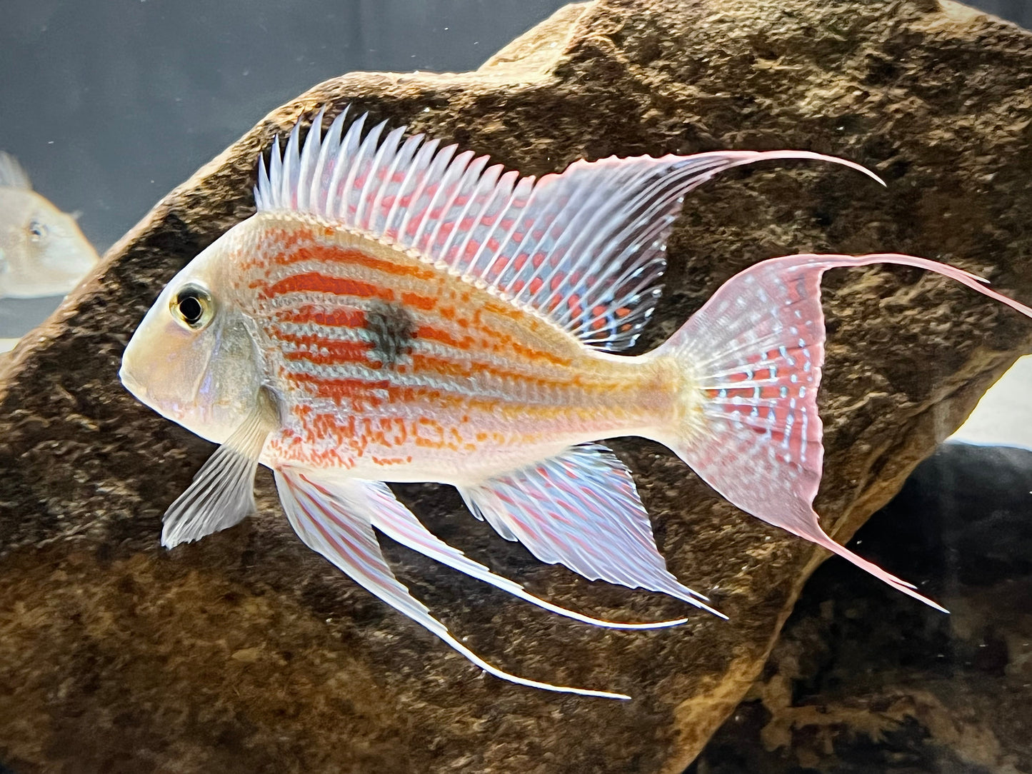 Geophagus Sveni