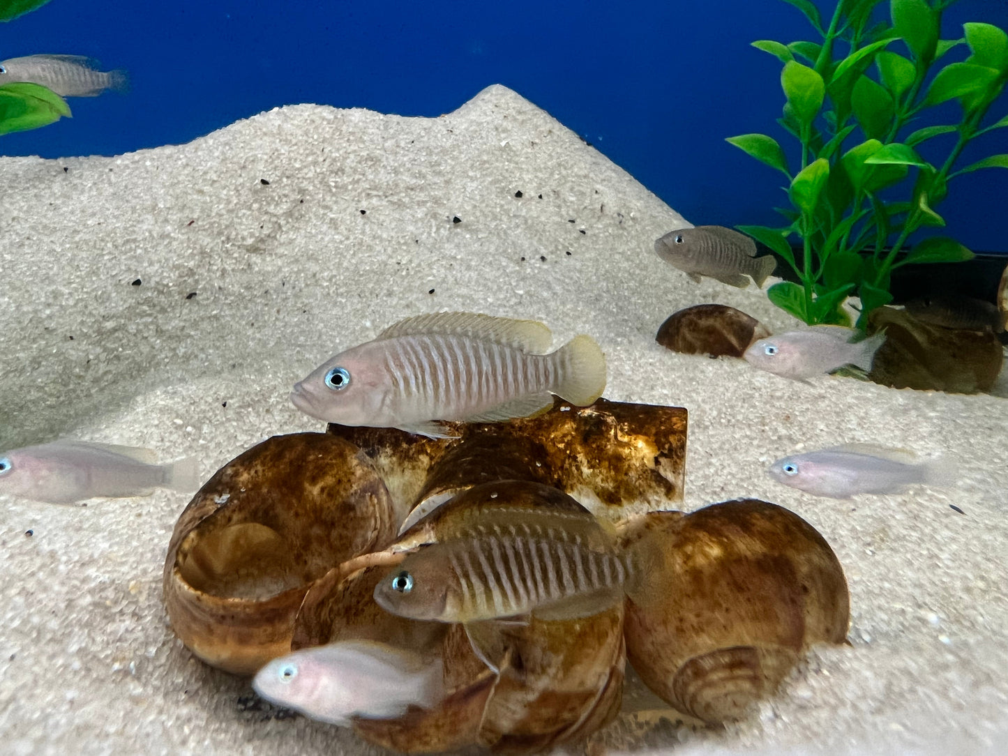 Neolamprologus multifasciatus